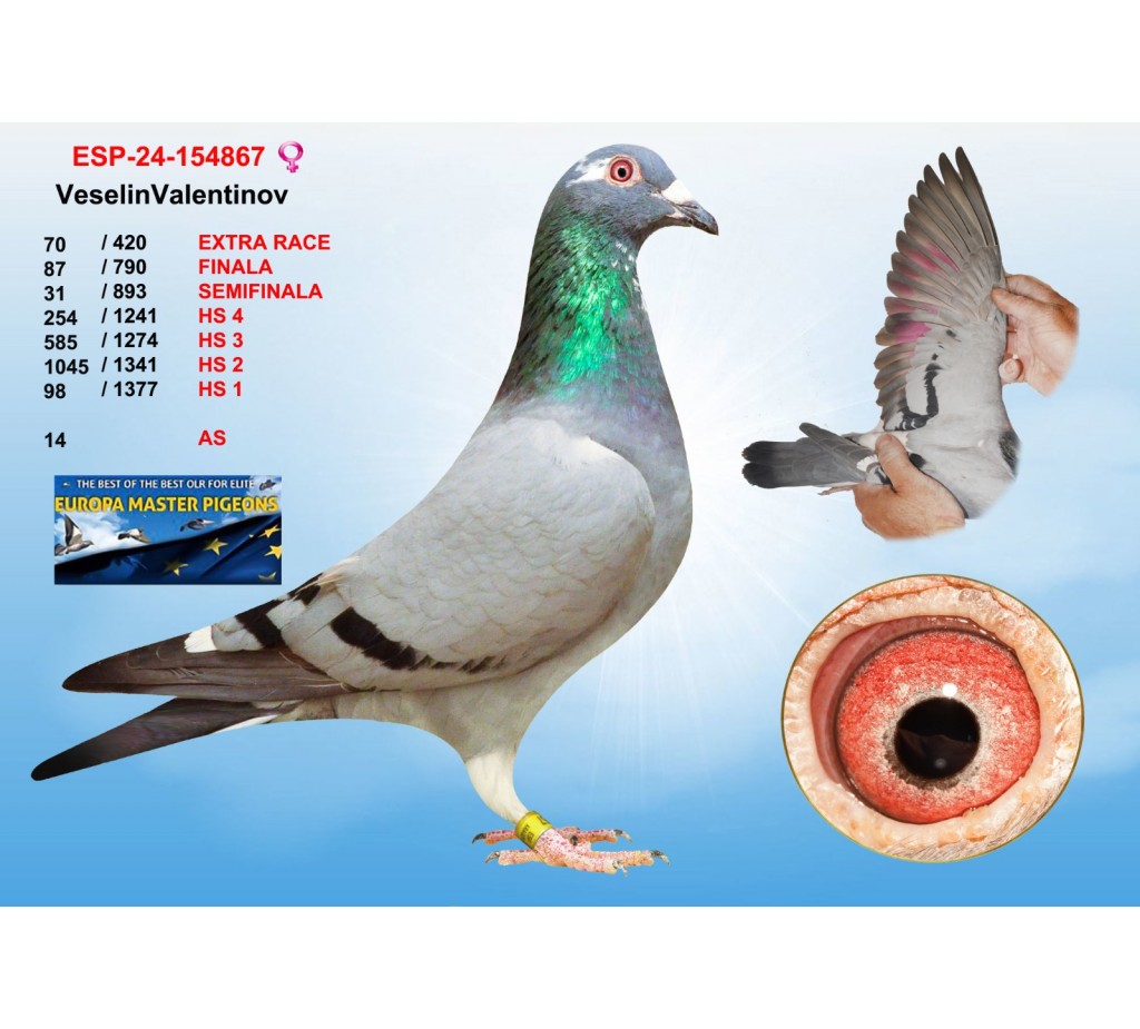 (♀️) 70th place - ESP-24-154867 - VESELIN VALENTINOV