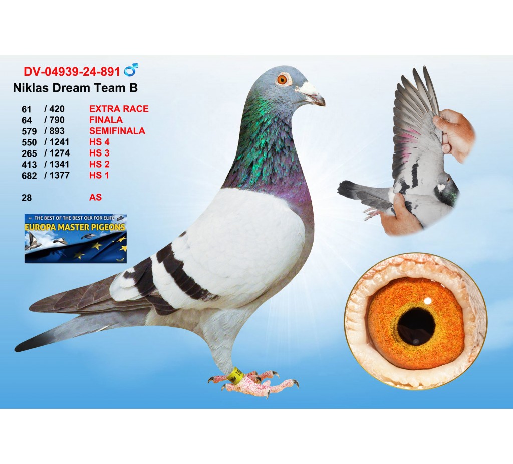 (♂️)  61th place - DV--04939-24-891 - NIKLAS DREAM