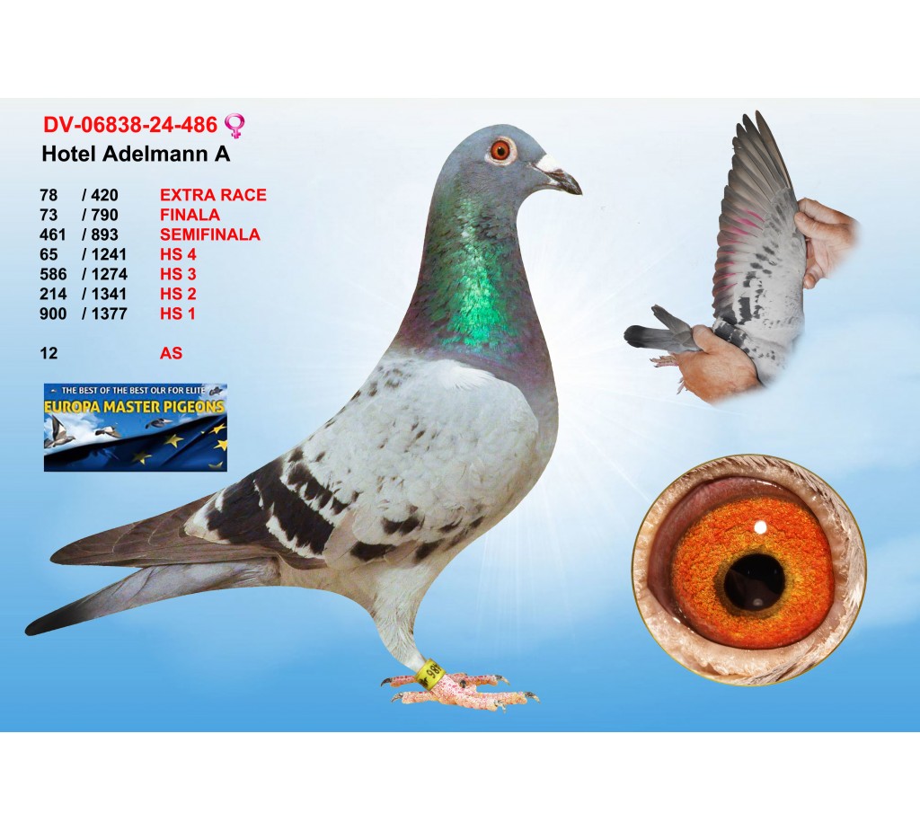 (♀️) 78th place - DV-06838-24-486 - HOTEL ADELMANN