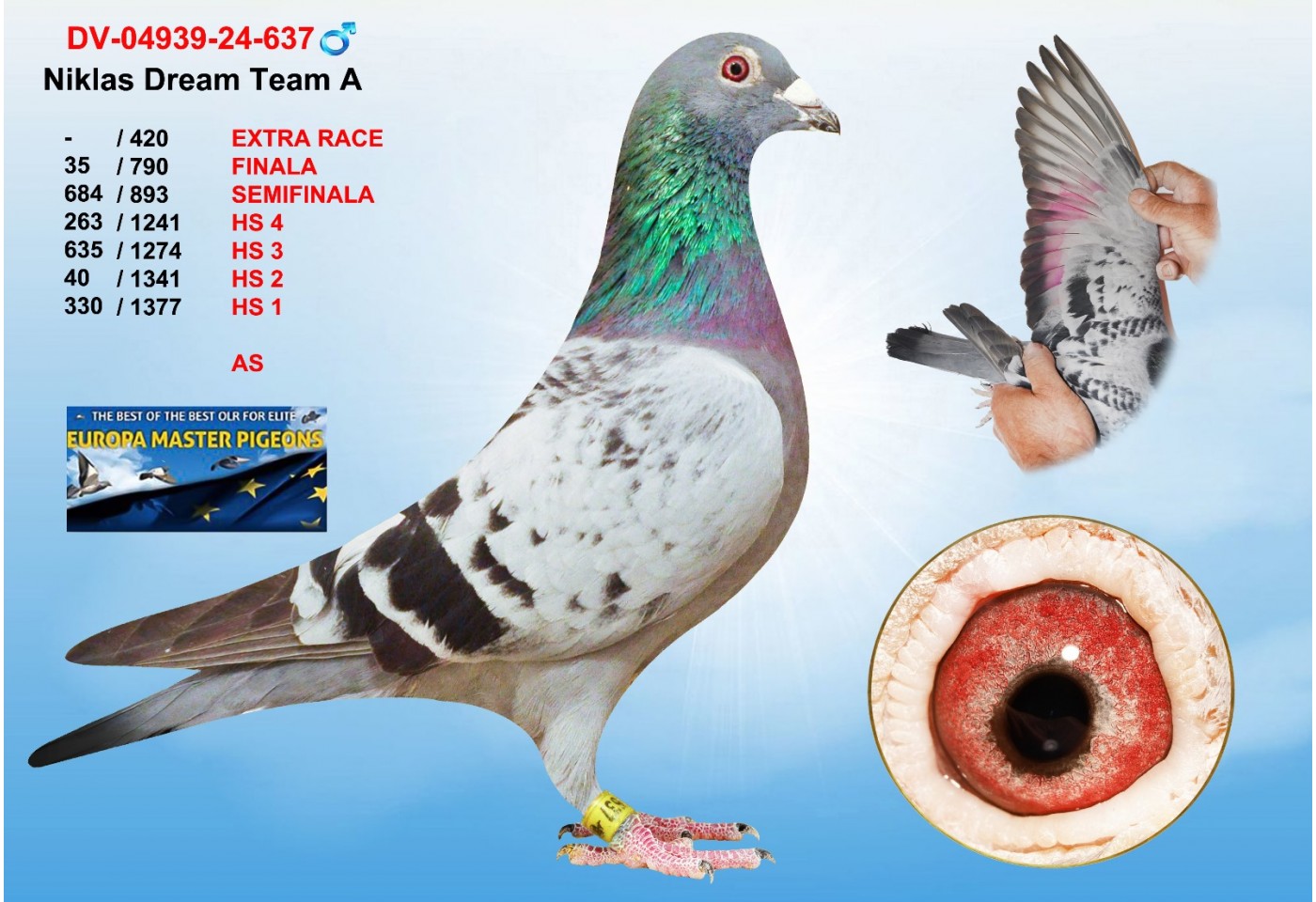 (♂️)  35th place - DV-04939-24-637 - NIKLAS DREAM