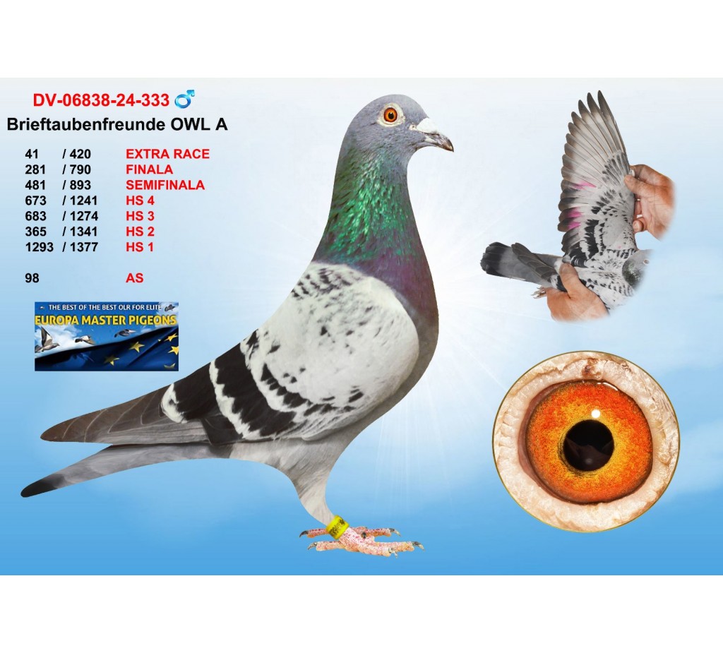 (♂️)  41th place - DV-06838-24-333 - Brieftaubenfreunde OWL