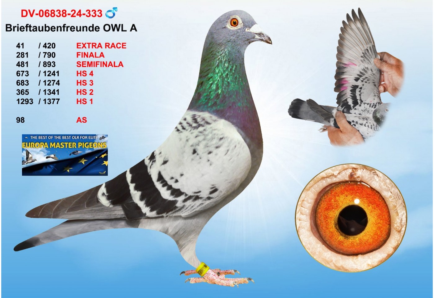 (♂️)  41th place - DV-06838-24-333 - Brieftaubenfreunde OWL