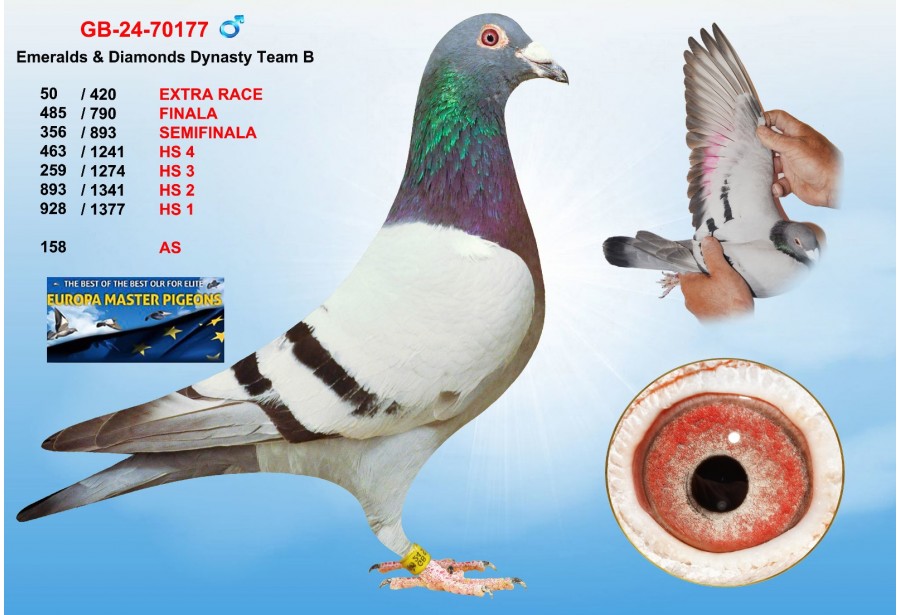 (♂️)  50th place - GB-24-70177 - EMERALDS & DIAMONDS DINASTY