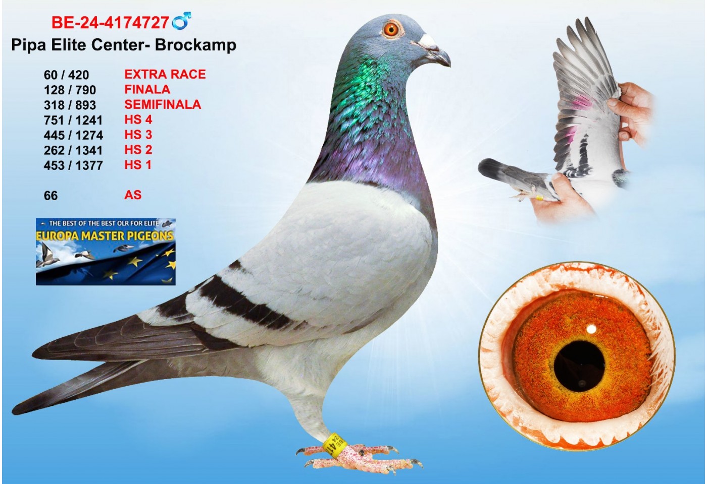 (♂️)  60th place - BE-24-4174727 - PIPA ELITE CENTER - BROCKAMP