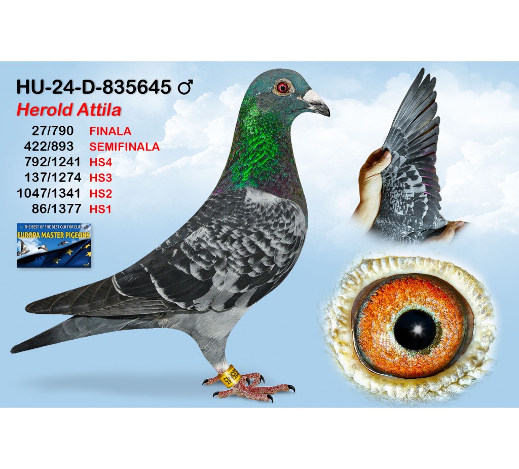 (♂️) 27th place - HU-24-D-835645 - HEROLD ATTILA