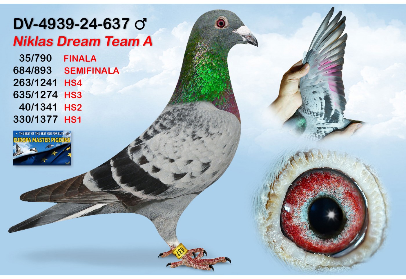 (♂️) 35th place - DV-04939-24-637 - NIKLAS DREAM