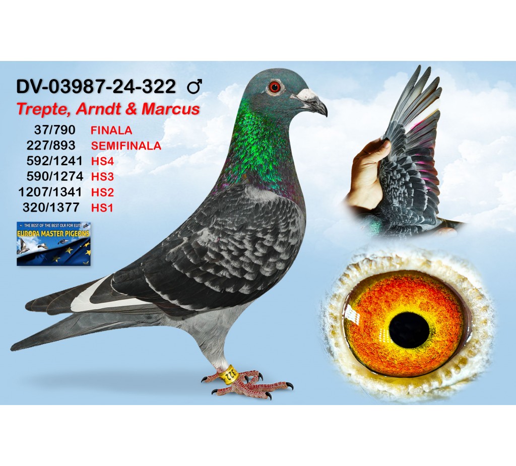(♂️) 37th place - DV-03987-24-322 - TREPTE, ARNDT & MARCUS
