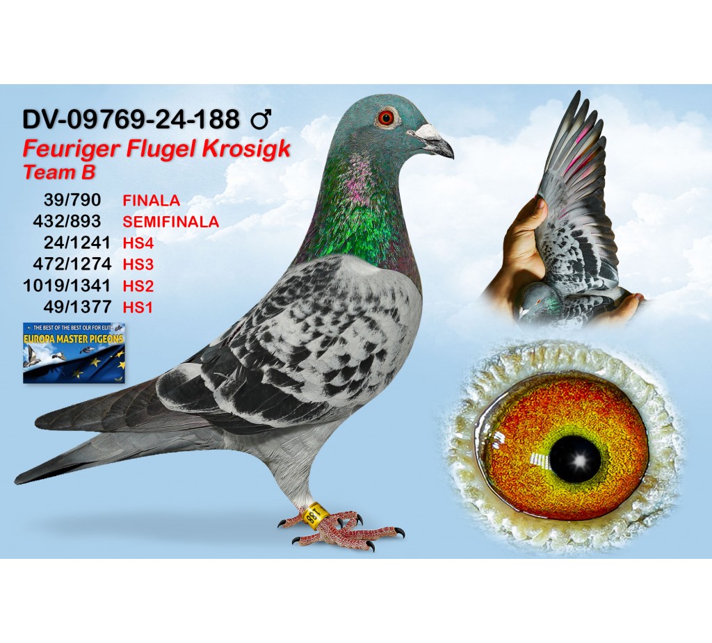 (♂️) 39th place - DV-09769-24-188 - FEURIGER FLUGEL KROSIGK