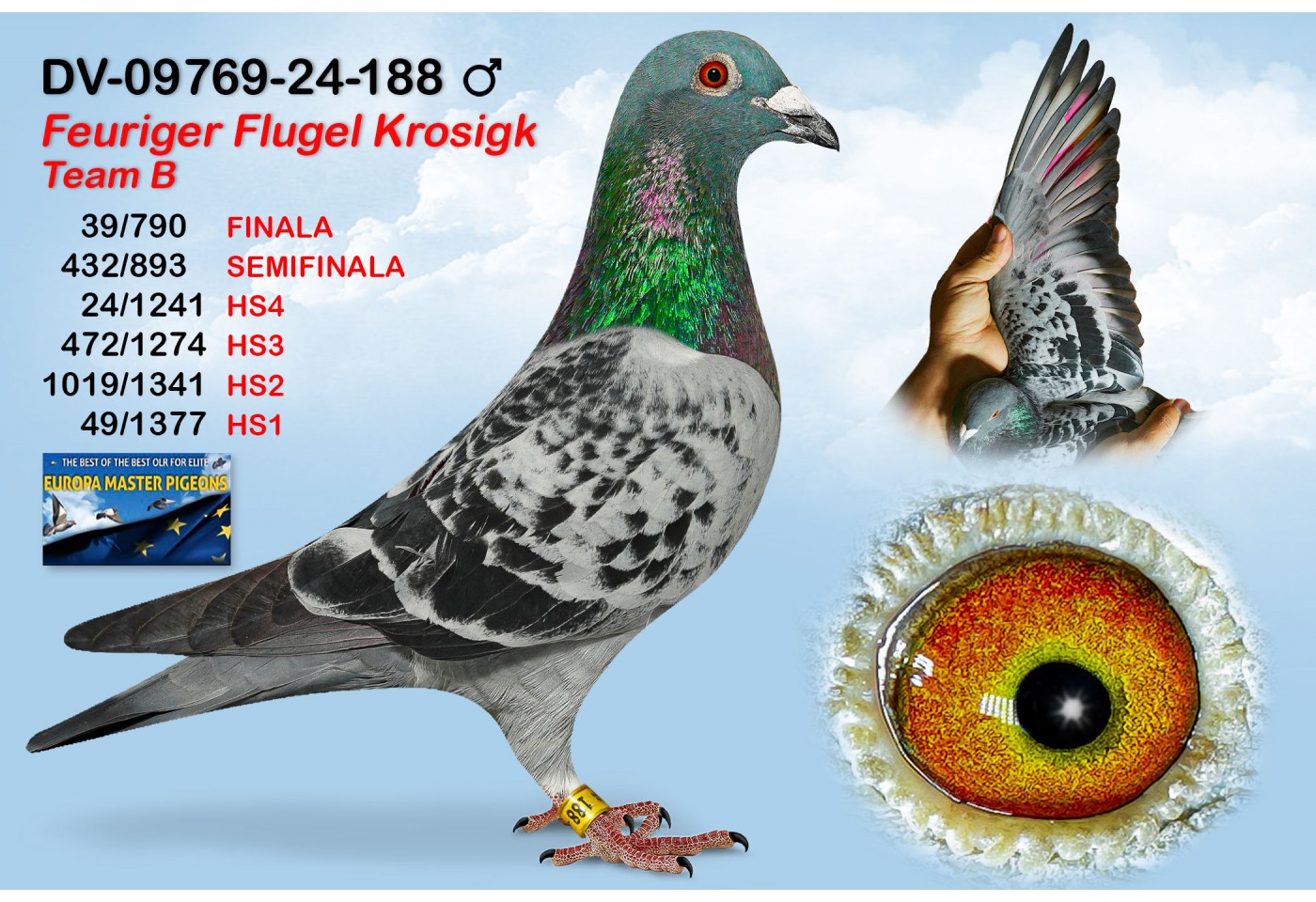 (♂️) 39th place - DV-09769-24-188 - FEURIGER FLUGEL KROSIGK
