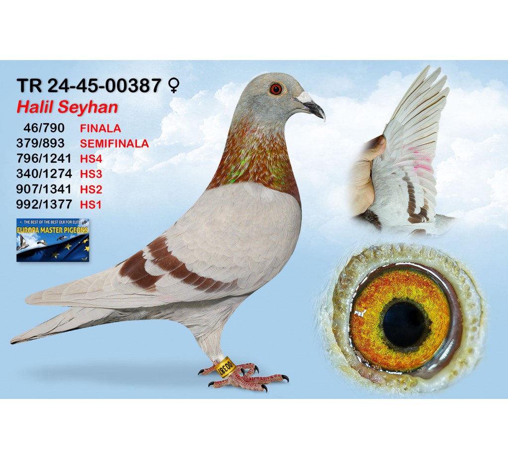 (♀️) 46th place - TR-24-45-00387 - HALIL SEYHAN