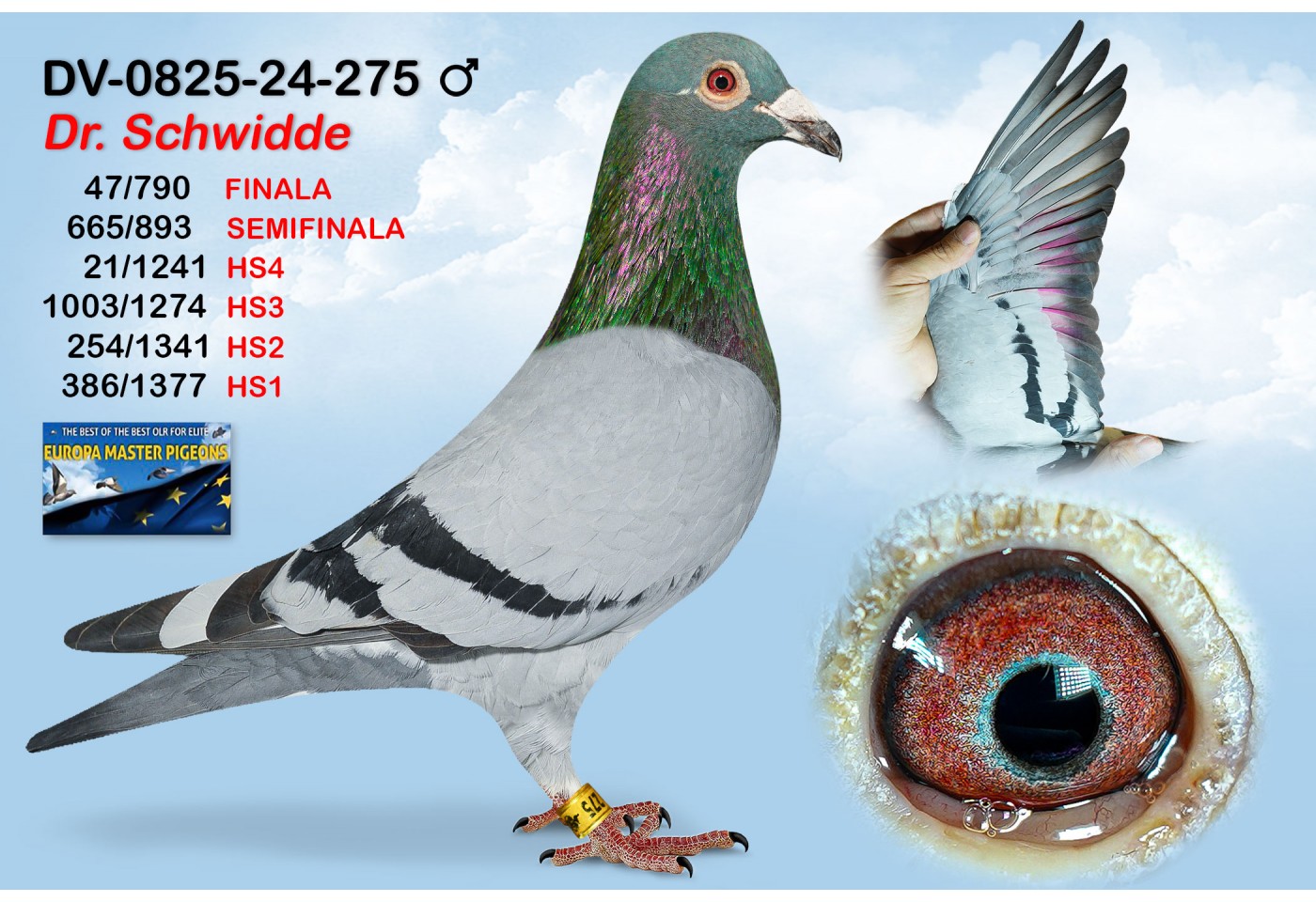 (♂️) 47th place -  DV-0825-24-275 - DR. SCHWIDDE