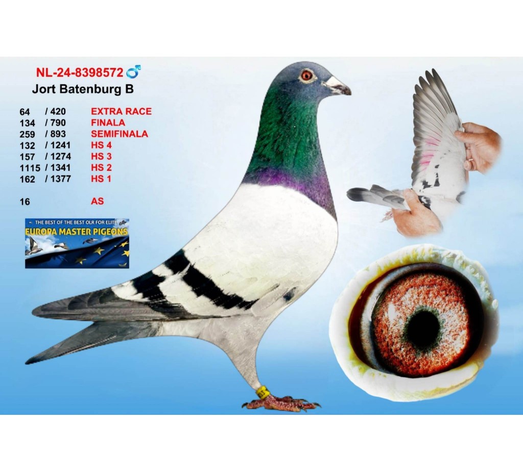 (♂️)  ONLY THE BEST - NL-24-8398572 - JORT BATENBURG