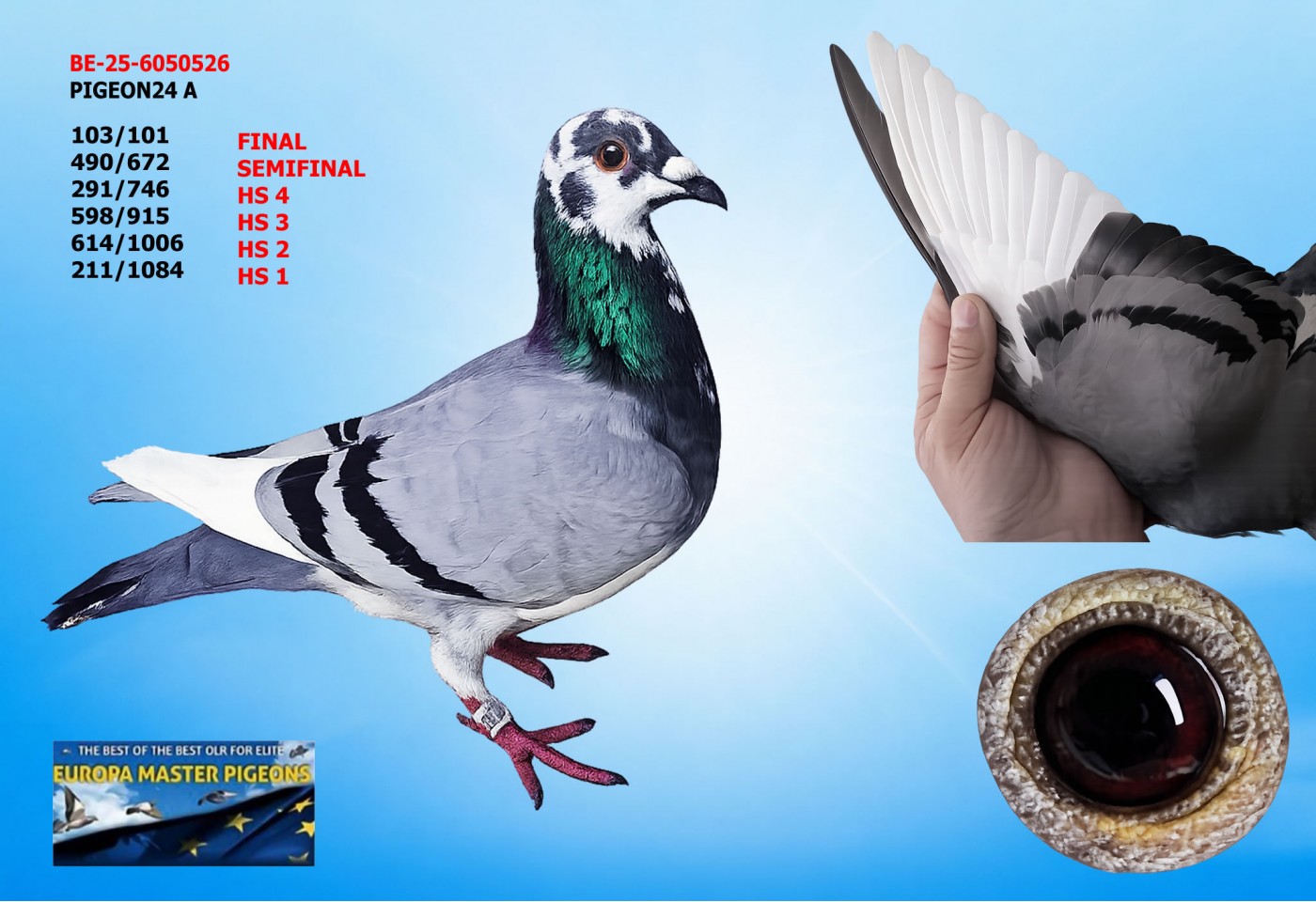 (♀️) 103th place FINAL - BE-25-6050526 - PIGEON24 B