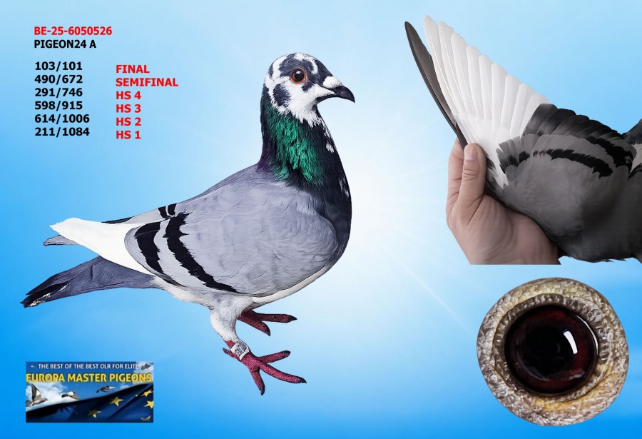 103th place FINAL - BE-25-6050526 - PIGEON24 B