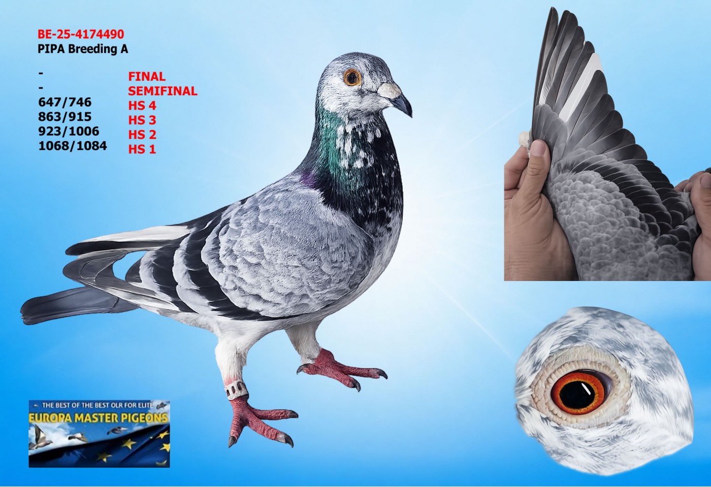 (♂️) BE-25-4174490 - PIPA Breeding A 