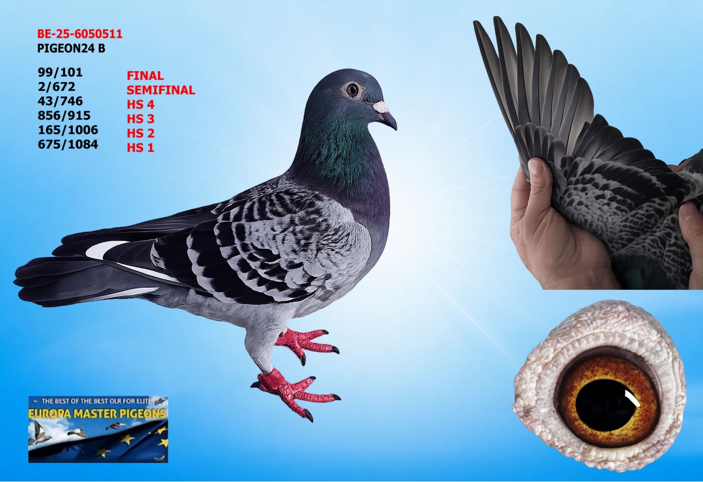 (♀️) 99th place FINAL - BE-25-6050511 - PIGEON24 B