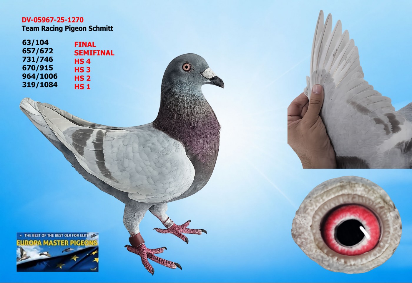 63th place FINAL - DV-05967-25-1270 - Team Racing Pigeon Schmitt