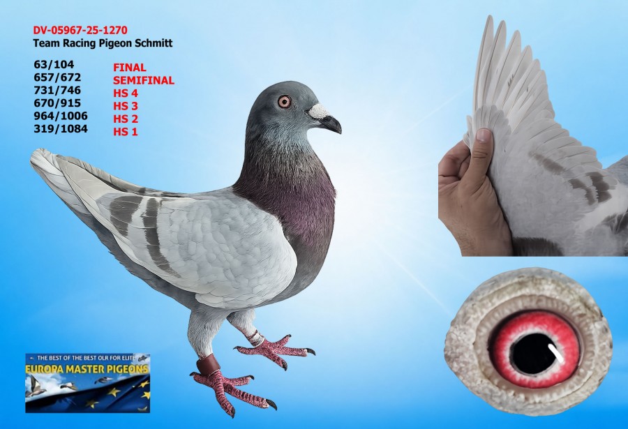 63th place FINAL - DV-05967-25-1270 - Team Racing Pigeon Schmitt