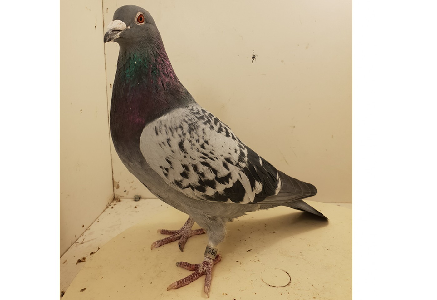 (♂️) Auction RO-15-620088 - Fam. Bacalu