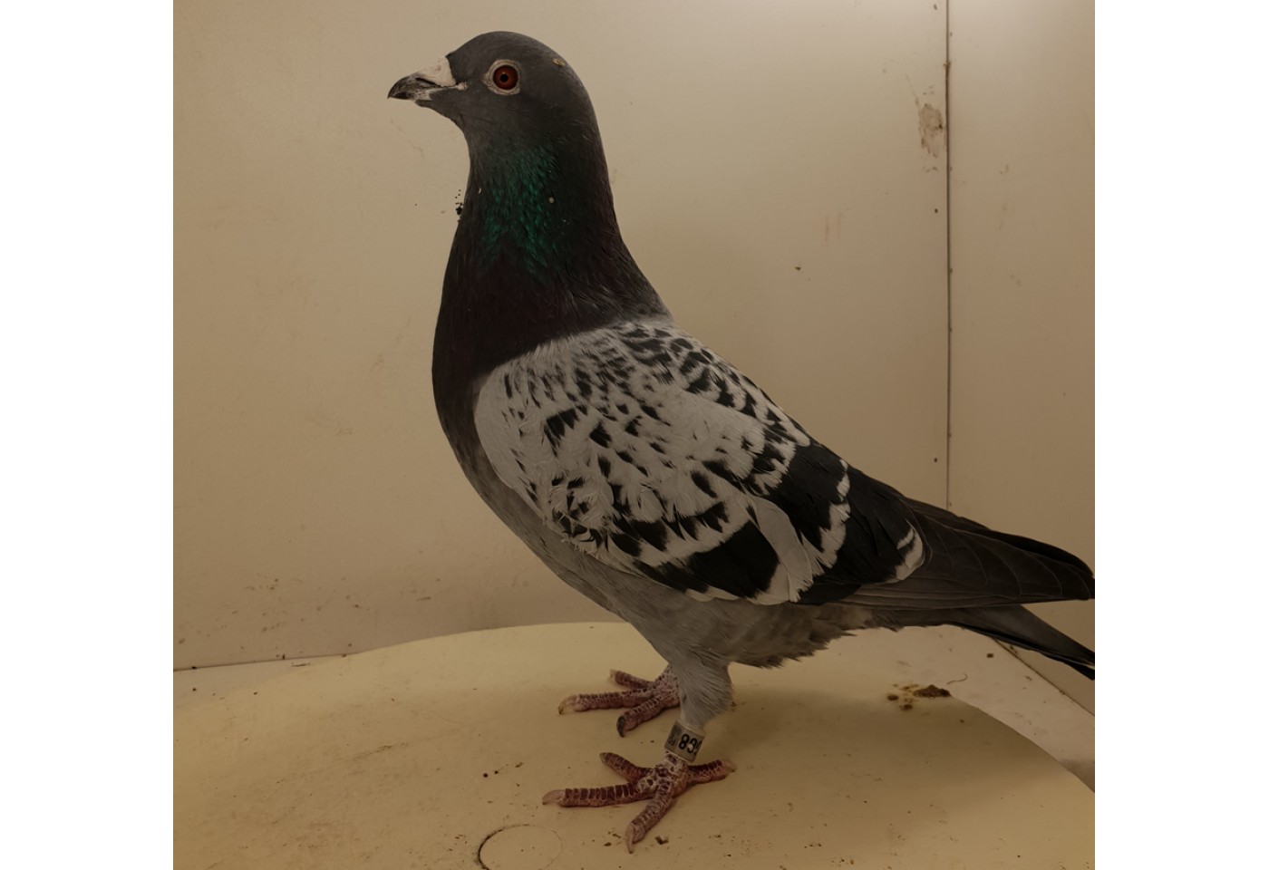 (♂️) Auction RO-15-620088 - Fam. Bacalu