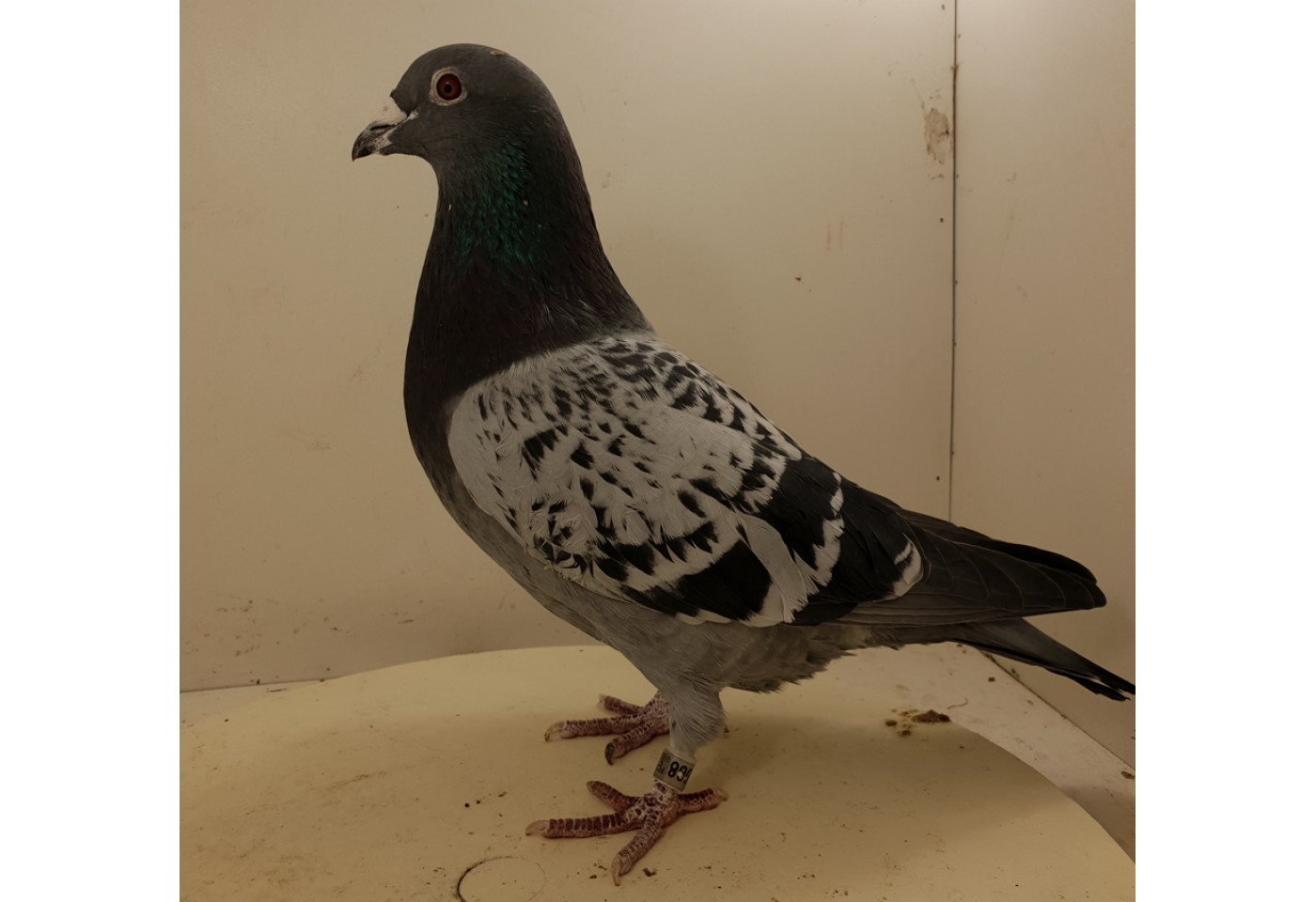 (♂️) Auction RO-15-620088 - Fam. Bacalu