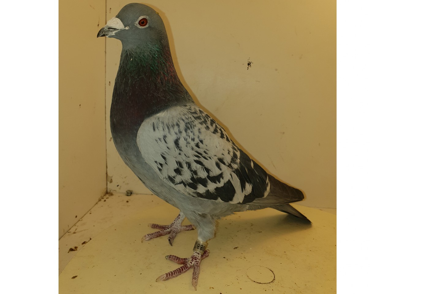 (♂️) Auction RO-15-620088 - Fam. Bacalu