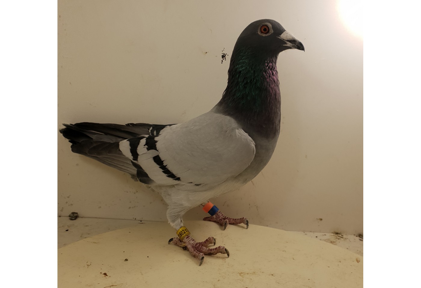 (♂️) Auction AUS 602-19-1016V - Beniamin Neag