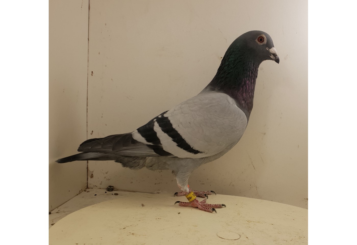 (♂️) Auction DV 05927 - 731 A - Zdenek Pavlik