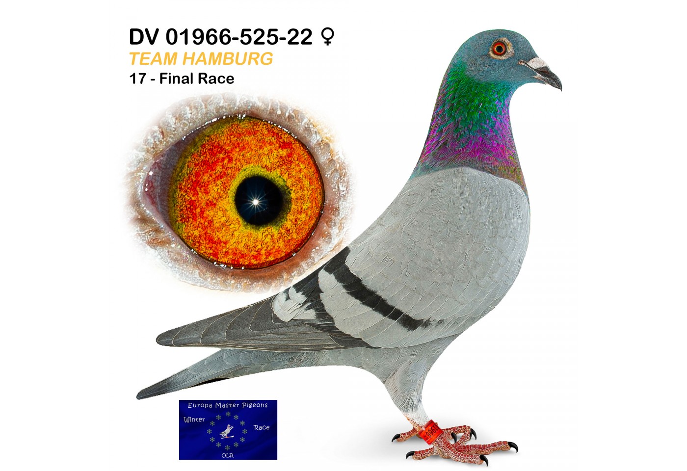 (♀️) 17th place - DV-01966-525-22 - Team Hamburg