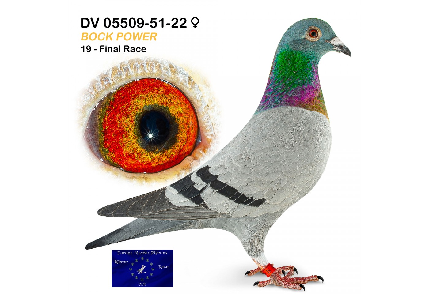 (♀️) 19th place - DV-05509-51-22 - Bock Power