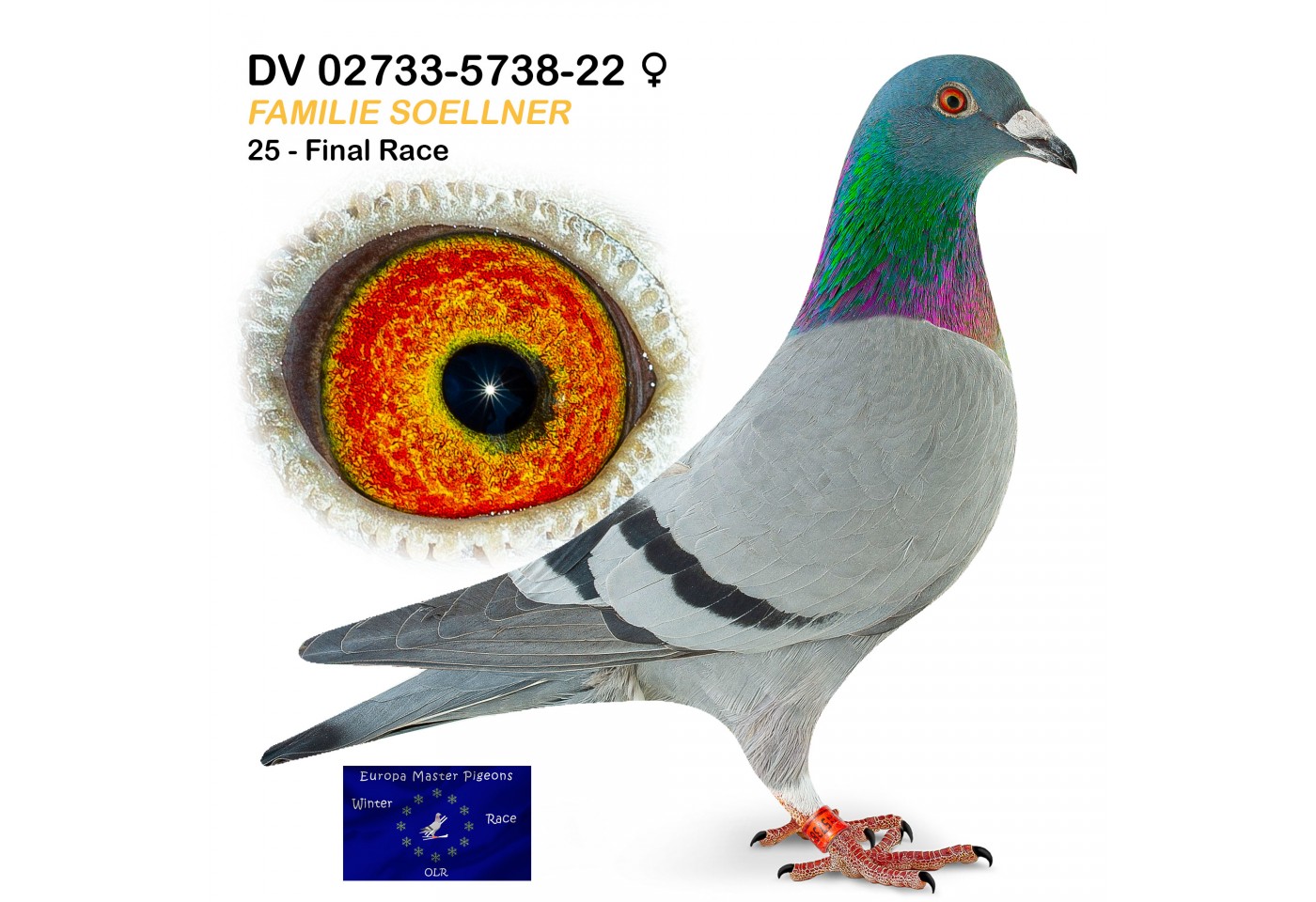 (♀️) 25th place - DV-02733-5738-22 - Familie Soellner