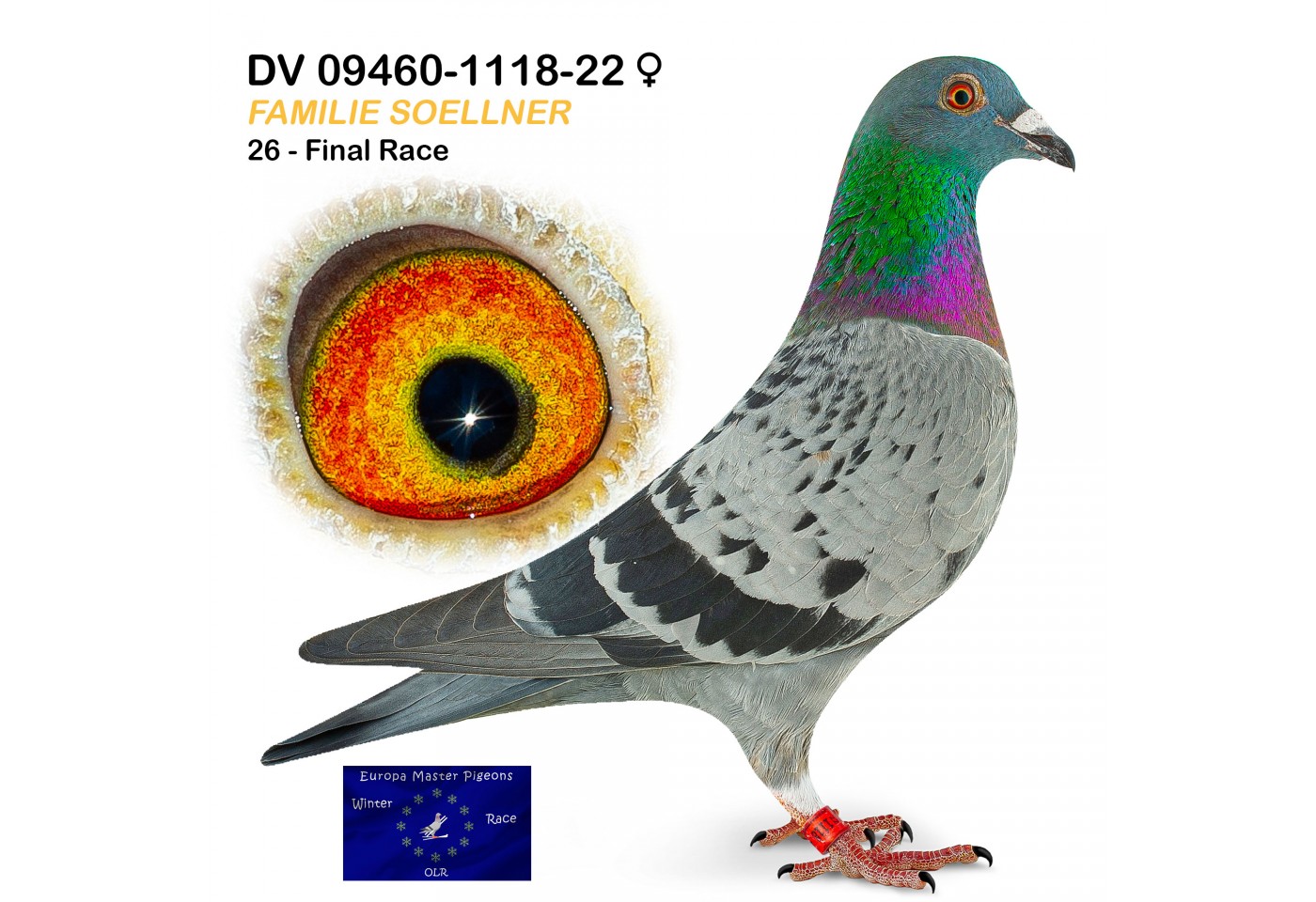 (♀️) 26th place - DV-09460-1118-22 - Familie Soellner