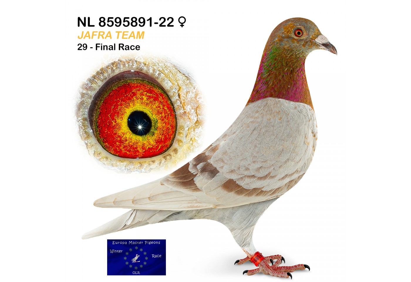 (♀️) 29th place - NL-8595891-22 - Jafra Team