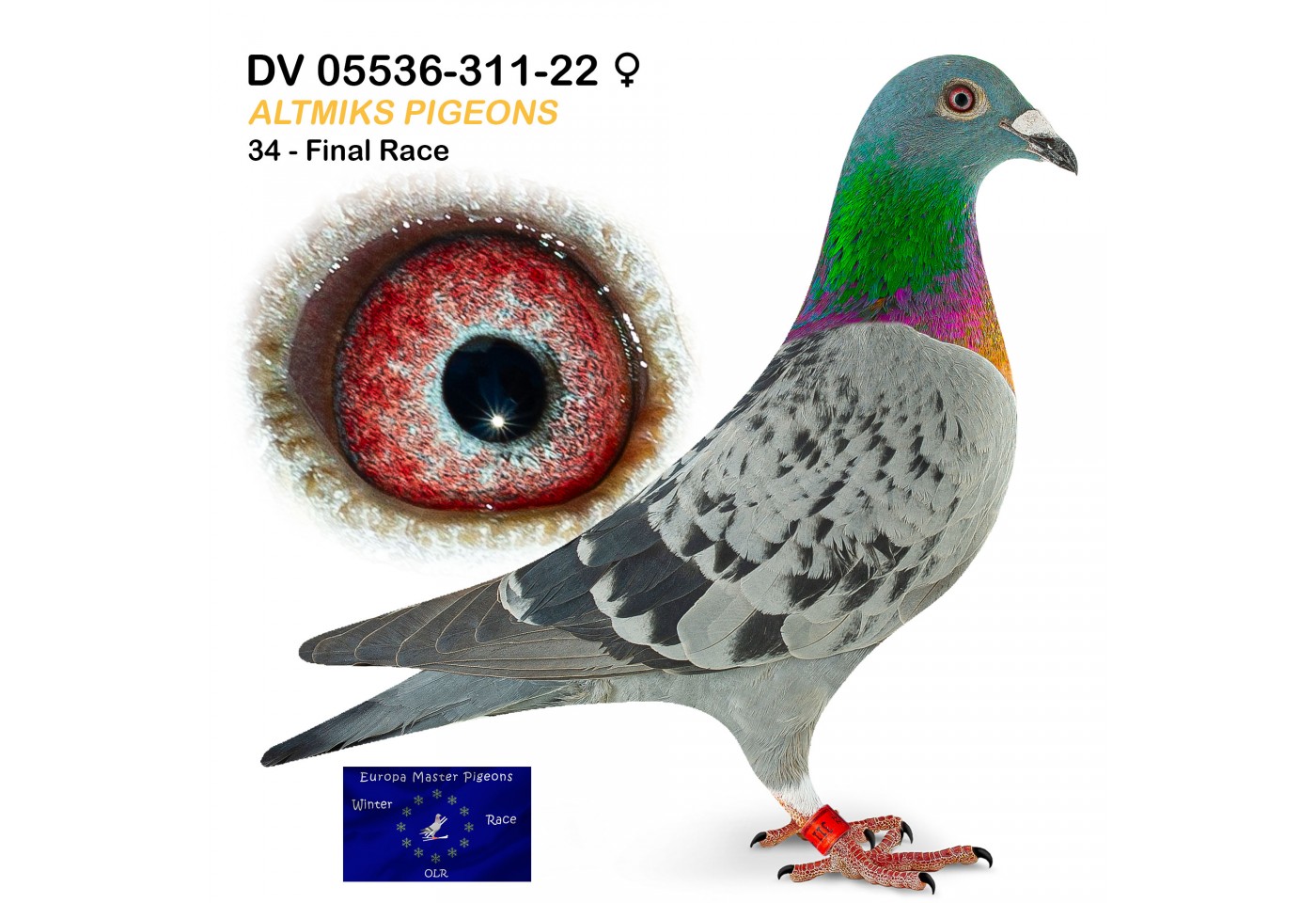 (♀️) 34th place - DV-05536-311-22 - Altmiks Pigeons 