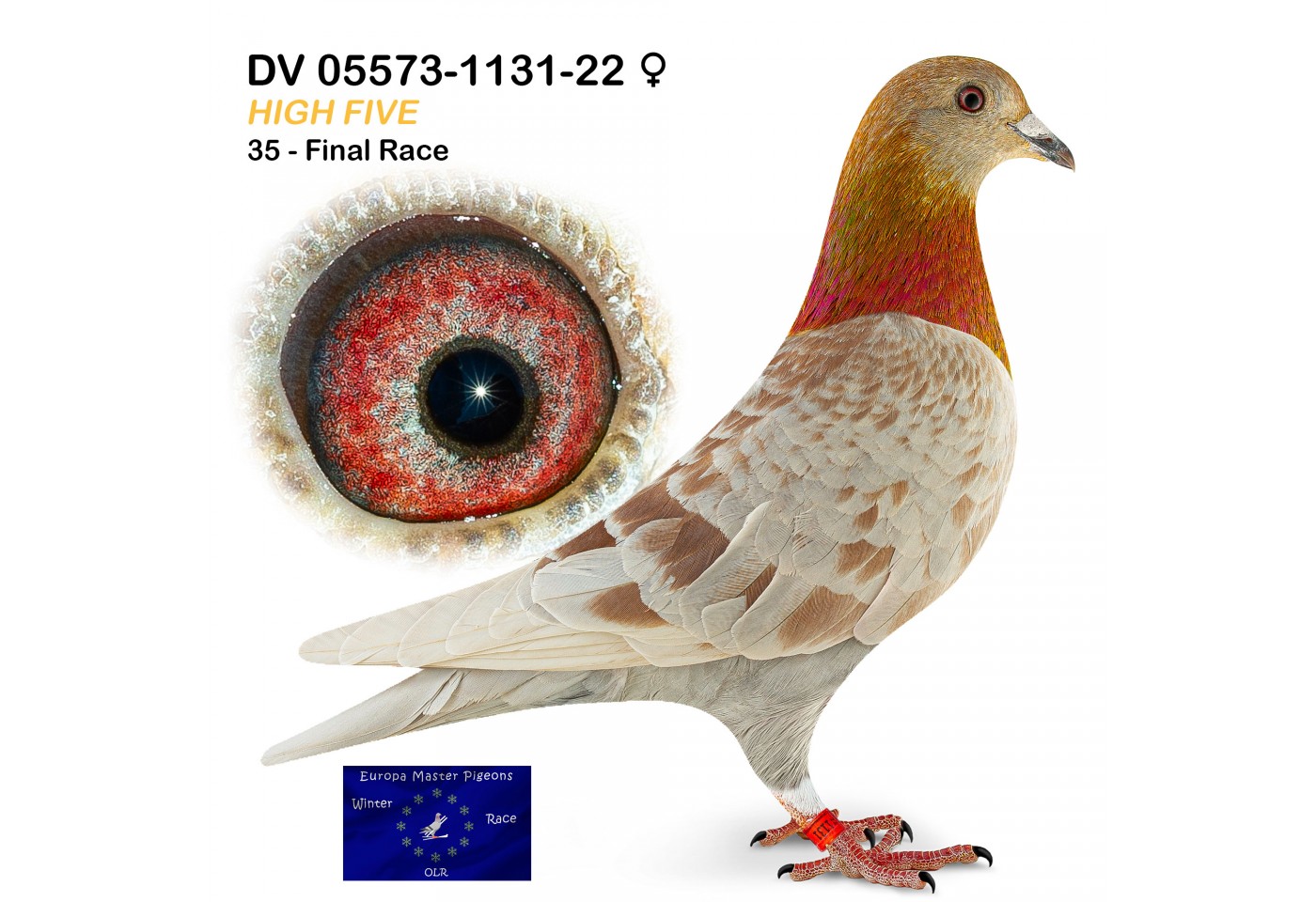 (♀️) 35th place - DV-05573-1131-22 - High Five