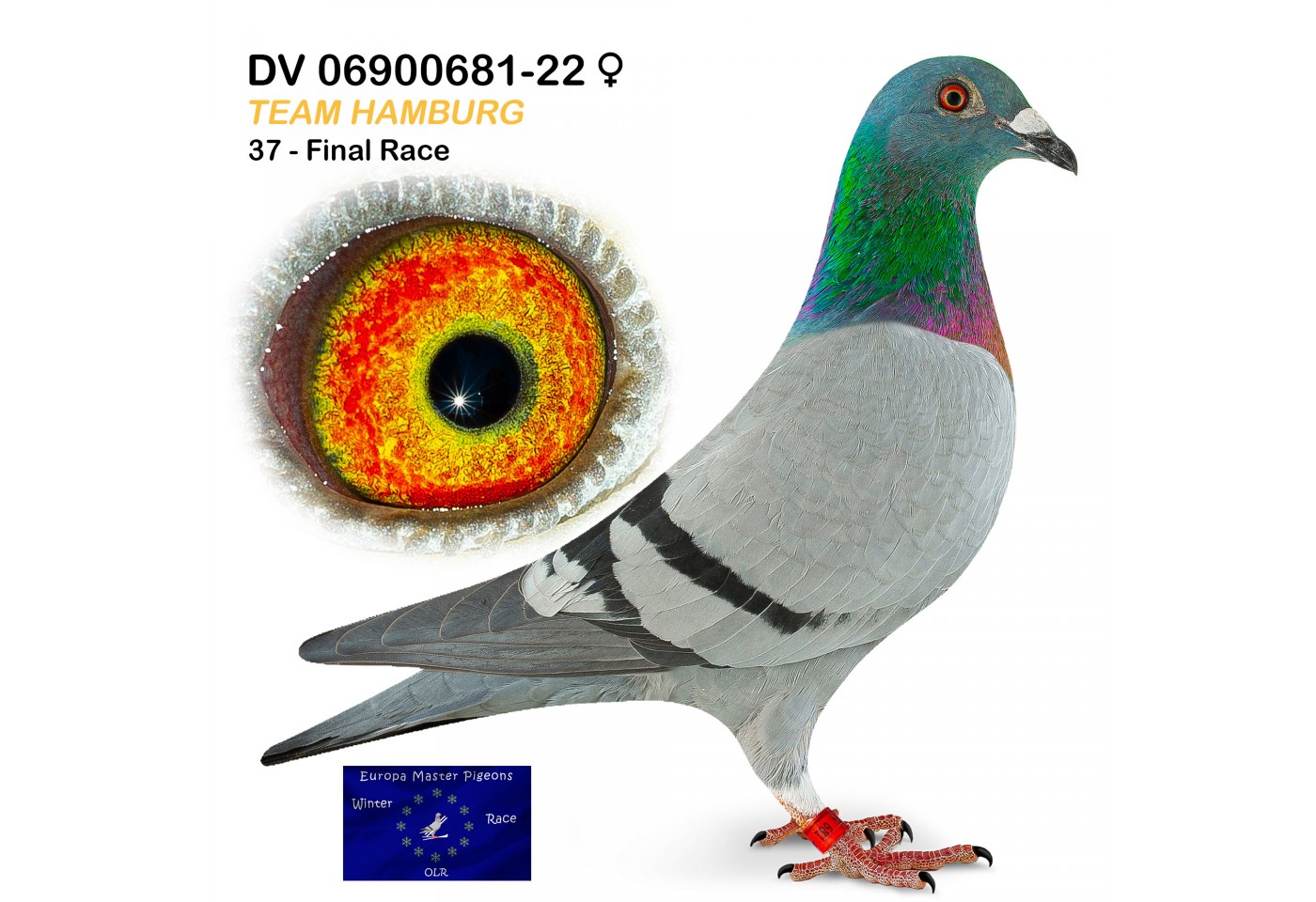 (♀️) 37th place -  DV-6900-22-681 - Team Hamburg