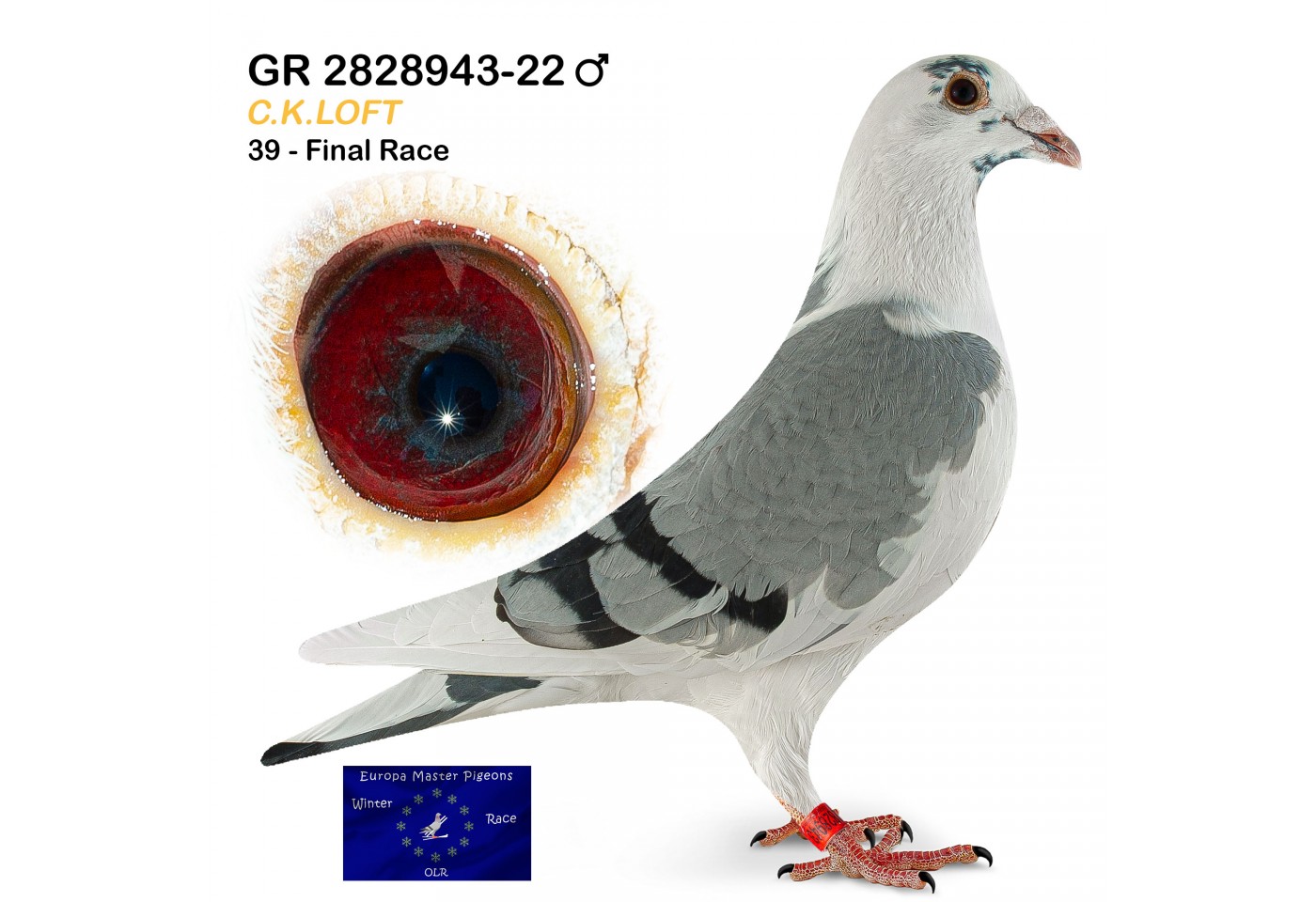 (♂️) 39th place - GR-2828943-22 - C.K. Loft