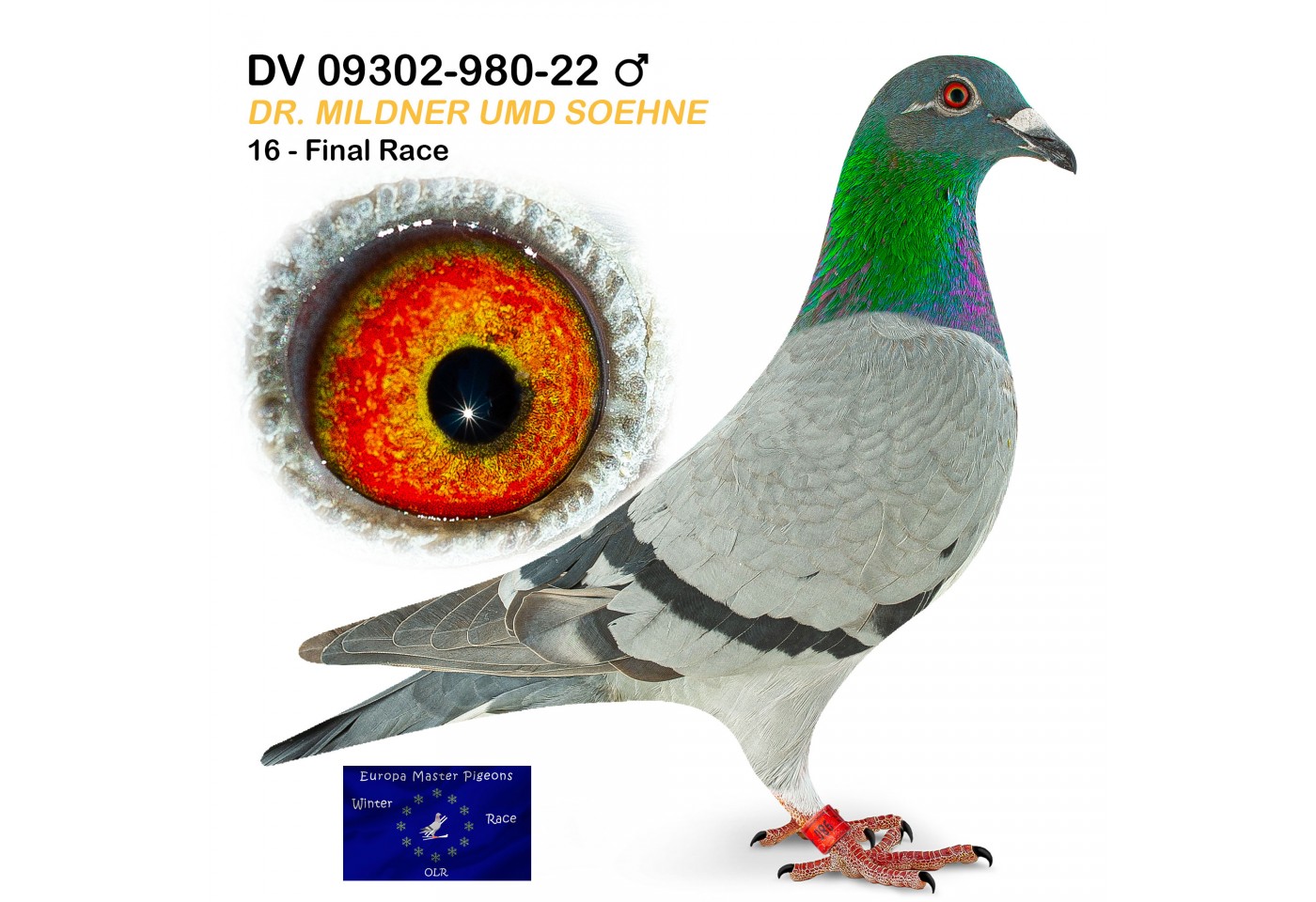 (♂️) 16th place - DV-09302-980-22 - Dr. Mildner Umd Soehne