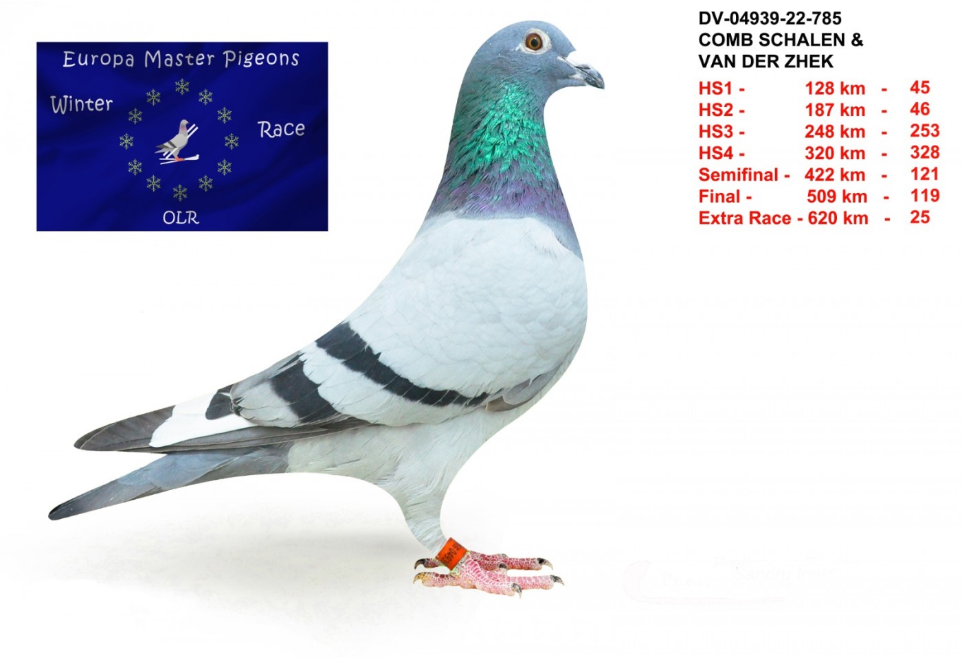25th place - DV-04939-22-785 - Comb Schalen & Van Der Zhek