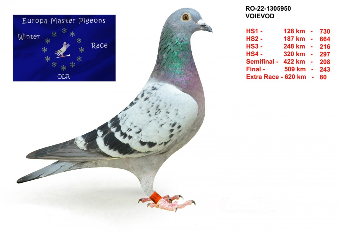 80th place - RO-22-1305950 - Voievod
