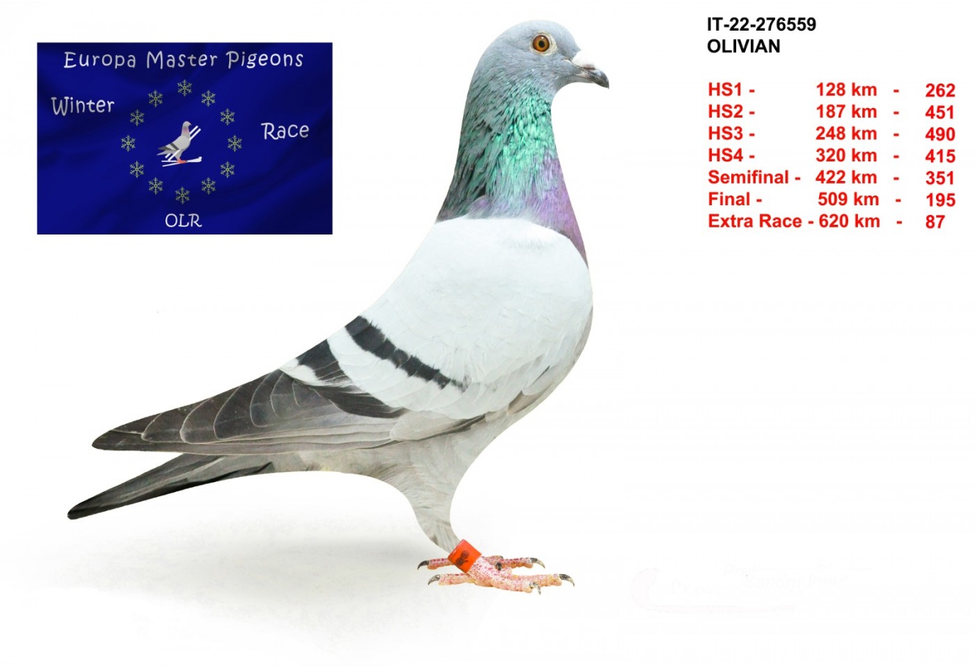 87th place - IT-22-276559 - Olivian